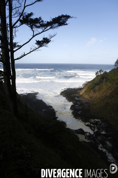 Cape perpetua