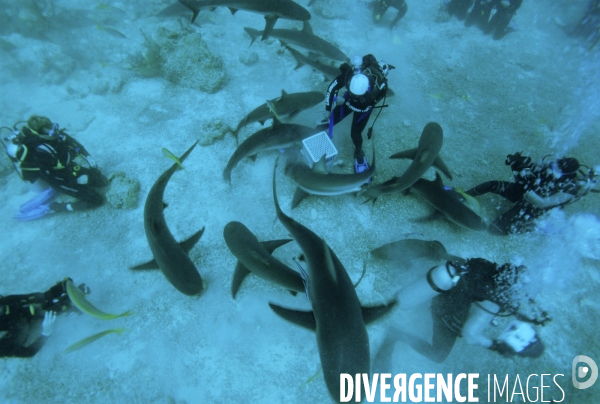 Shark feeding - bahamas