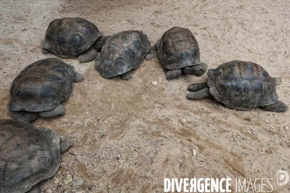 Jeunes tortues des Seychelles