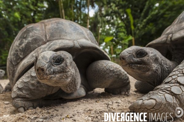 Tortue des seychelles