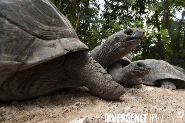 Tortue des seychelles