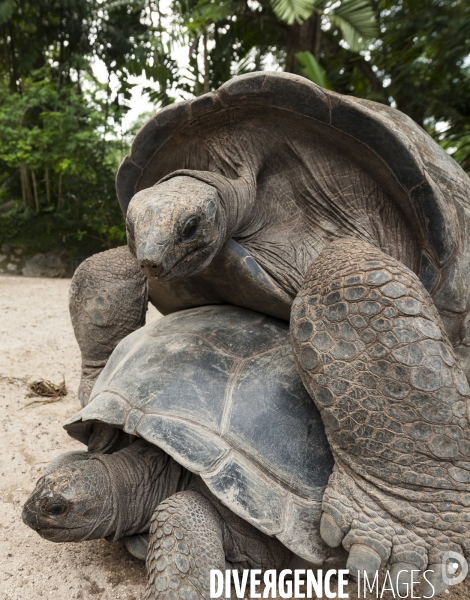Accouplement de deux tortues des Seychelles