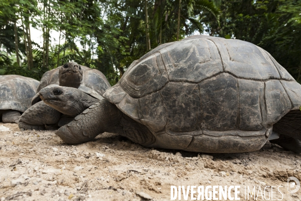 Tortue des seychelles