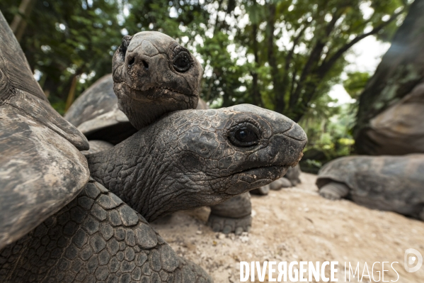 Tortue des seychelles