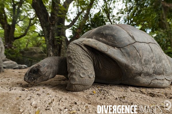 Tortue des seychelles