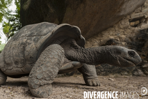 Une tortue des Seychelles Aldabrachelys gigantea