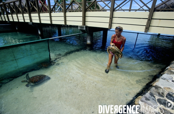 Clinique des tortues marines à Moorea en Polynésie française