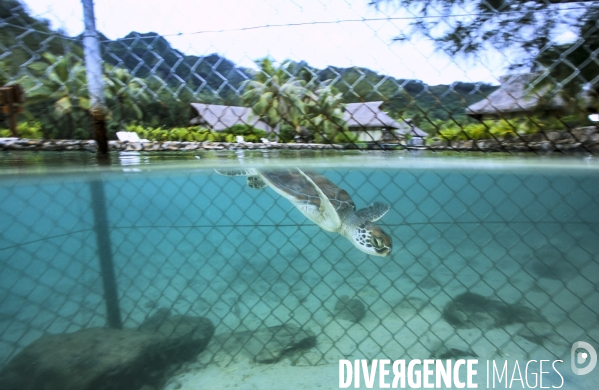 Une jeune tortue verte dans un bassin de la clinique des tortues marines à Moorea