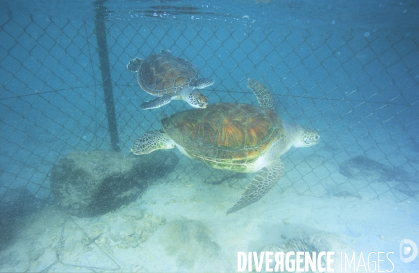 Tortues vertes en cours de soins à Mmorea