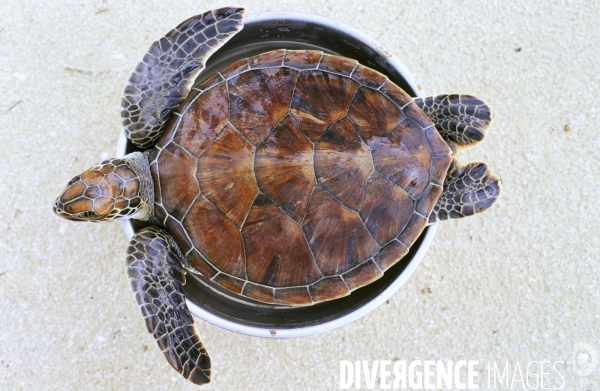 Tortue verte en attente de soins à Moorea