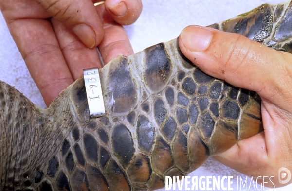 Pose d une bague d identification sur une nageoire de tortue verte