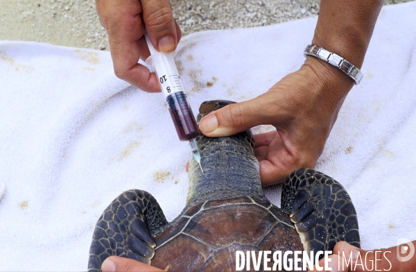 Prise de sang sur une tortue verte à Moorea