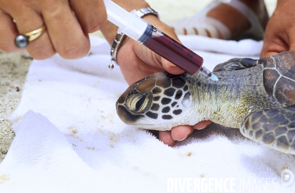 Prise de sang sur une tortue verte à Moorea