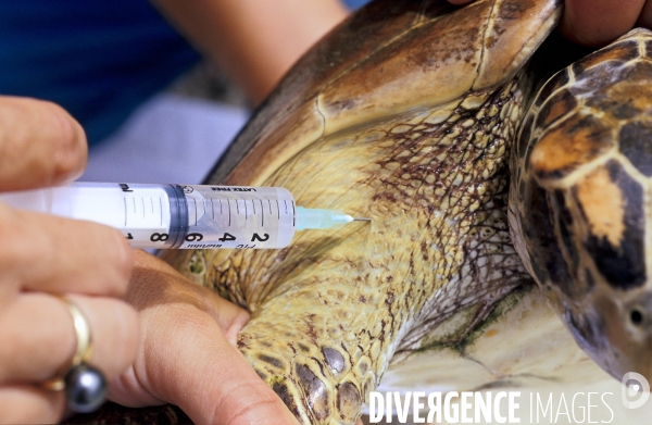 Injection d antibiotiques sur une tortue verte à Moorea