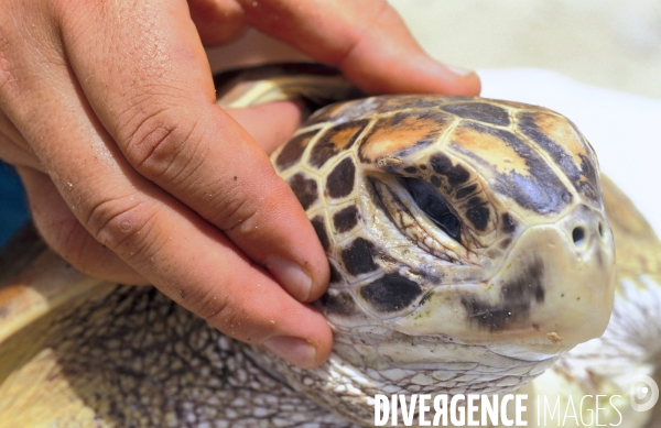Examination d une tortue verte à la clinique des tortues marines de Moorea