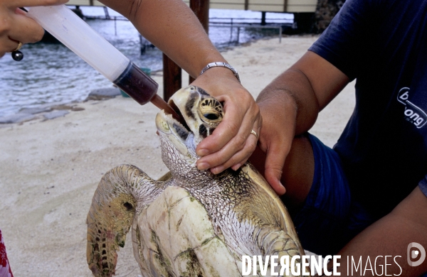 Soins attribués à une tortue verte à Moorea