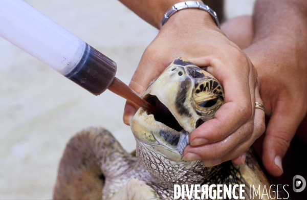 Soins attribués à une tortue verte à Moorea