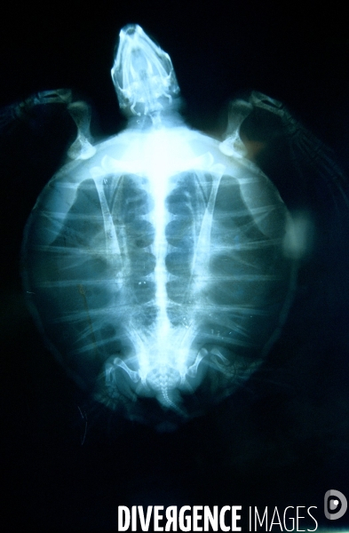Radiographie de tortue verte