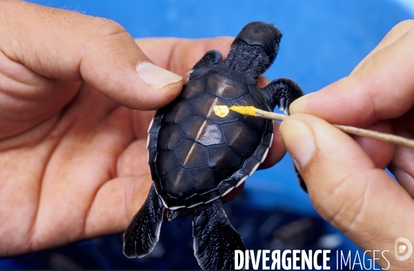 Jeune tortue verte au centre de soins de Moorea