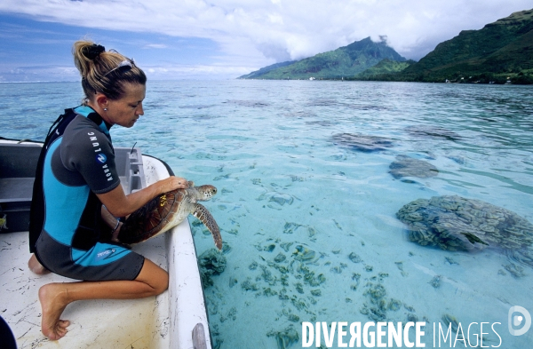 Une tortue verte est relachée dans le lagon