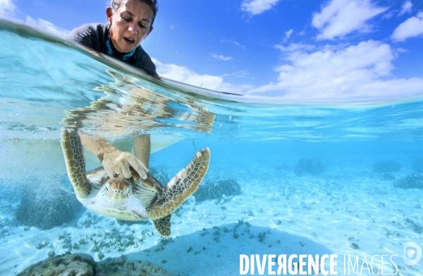 Une tortue verte est relachée dans le lagon