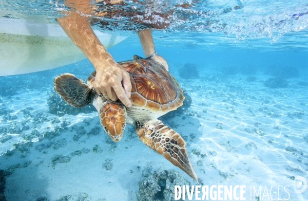 Une tortue verte est relachée dans le lagon