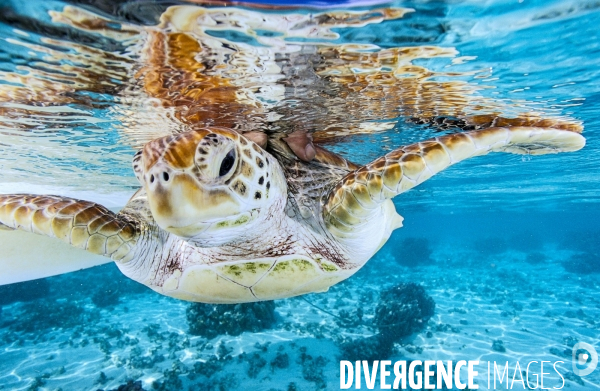 Une tortue verte est relachée dans le lagon