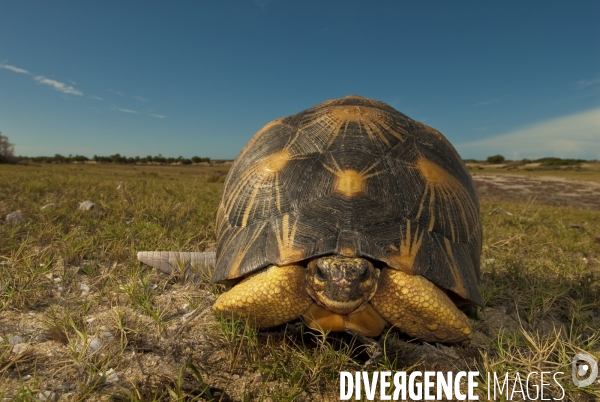 Tortue radiée Astrochelys radiata