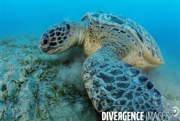 Tortue verte se nourrissant dans l herbier