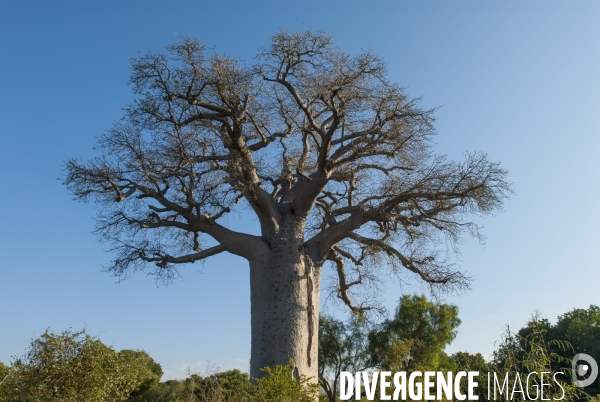 Madagascar - baobab