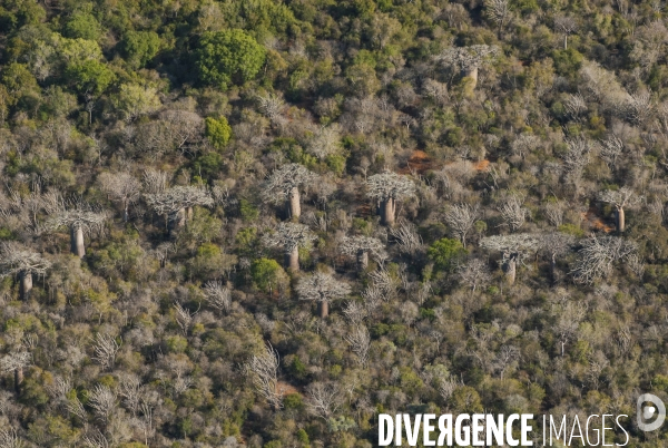 Madagascar - foret de baobab