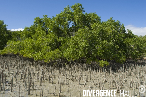 Madagacsar - mangrove