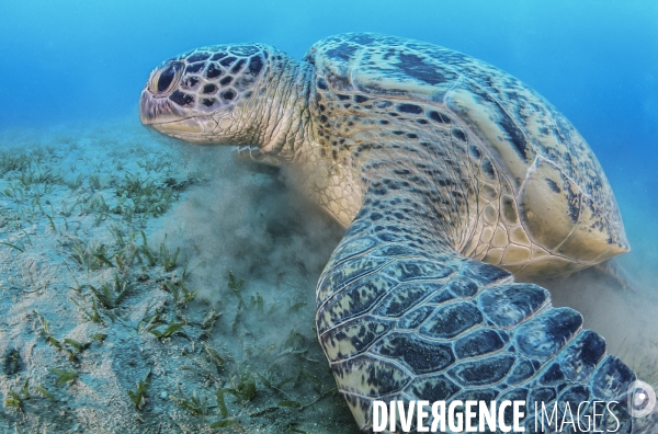 Tortue verte se nourrissant dans l herbier