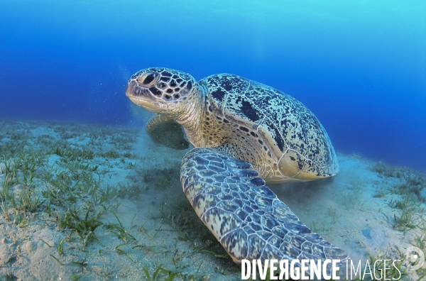 Tortue verte se nourrissant dans l herbier