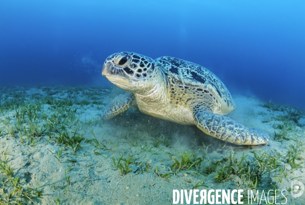 Tortue verte se nourrissant dans l herbier