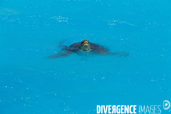 Tortue verte respirant à la surface