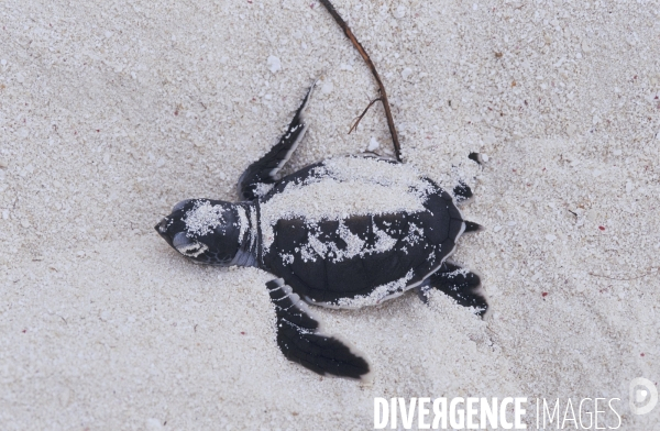 Bébé tortue verte après l émergence