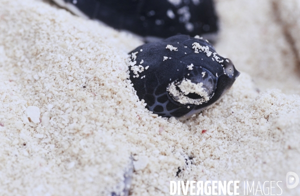 Emergence de la tortue verte