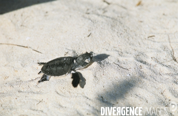 Bébé tortue verte après l émergence rejoignant la mer