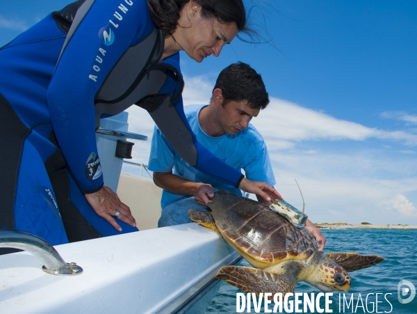 Une tortue caouanne est relachée dans son milieu naturel