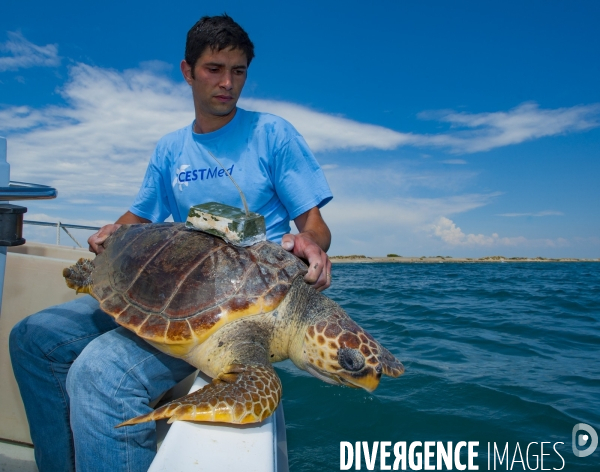 Remise à l eau d une tortue caouanne