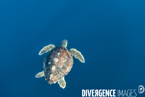 Tortue caouanne Caretta caretta