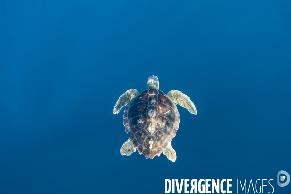 Tortue caouanne Caretta caretta