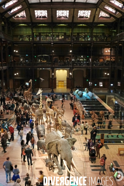 Paris.Au museum d histoire naturelle, la grande galerie de l evolution