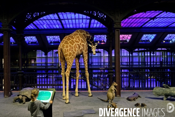 Paris.Au museum d histoire naturelle, la grande galerie de l evolution