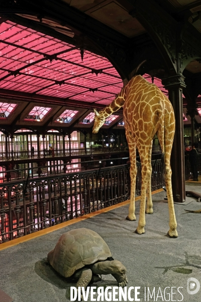 Paris.Au museum d histoire naturelle, la grande galerie de l evolution