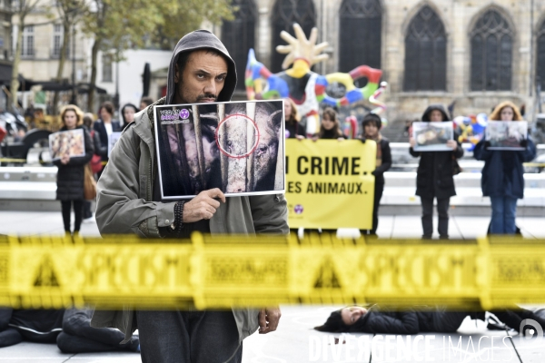 Cause animale : Happening Journée mondiale vegan. Animals rights.