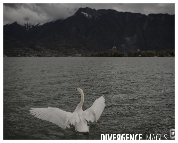 Riviera Vaudoise # 5