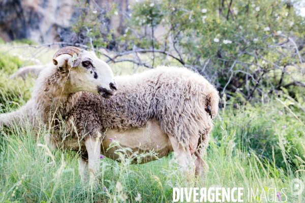 En transhumance avec un berger et ses brebis brigasques