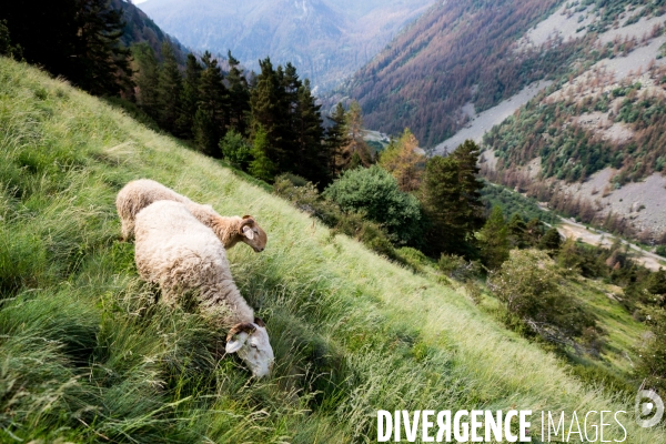 En transhumance avec un berger et ses brebis brigasques